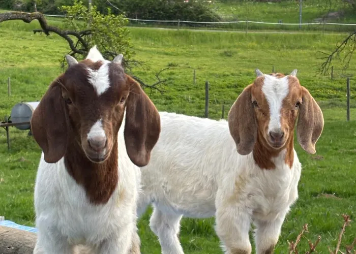 Zur Scheune דירה *